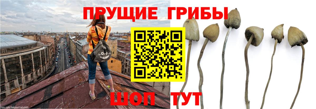 Галлюциногенные грибы Cubensis Якутск